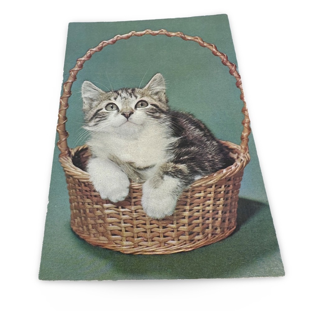Vintage Miami FL Postcard Kitten Basket Plastichrome P4295 Gray Cat 60s Unused